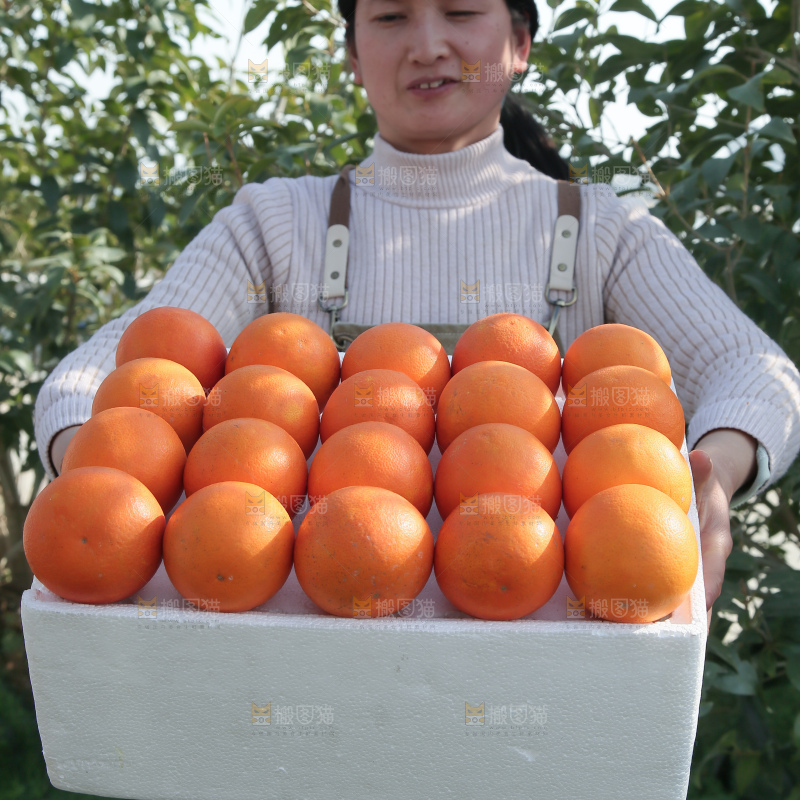 塔罗科血橙