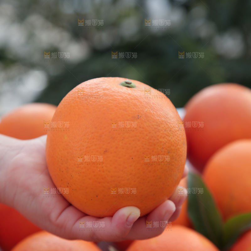 塔罗科血橙
