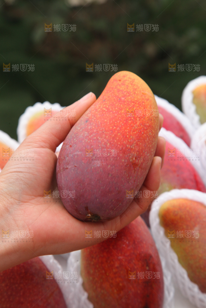 贵妃芒