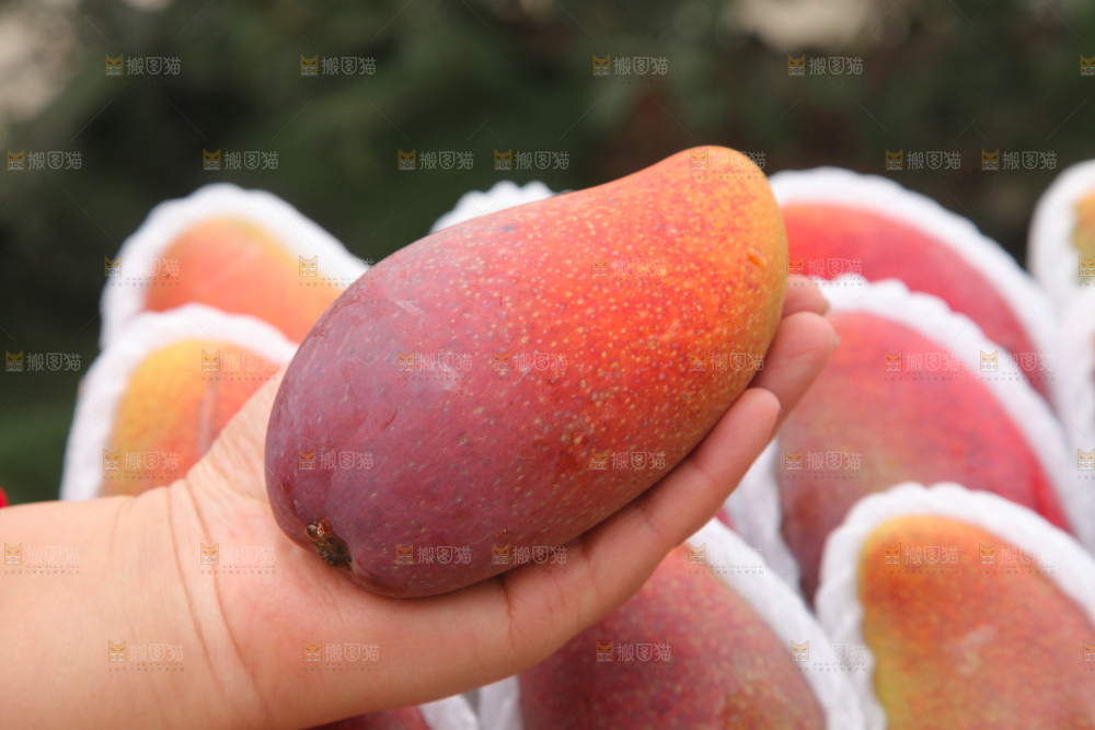 贵妃芒
