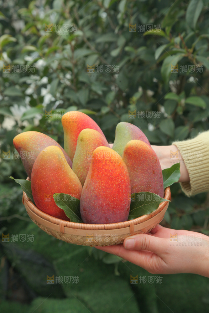 贵妃芒