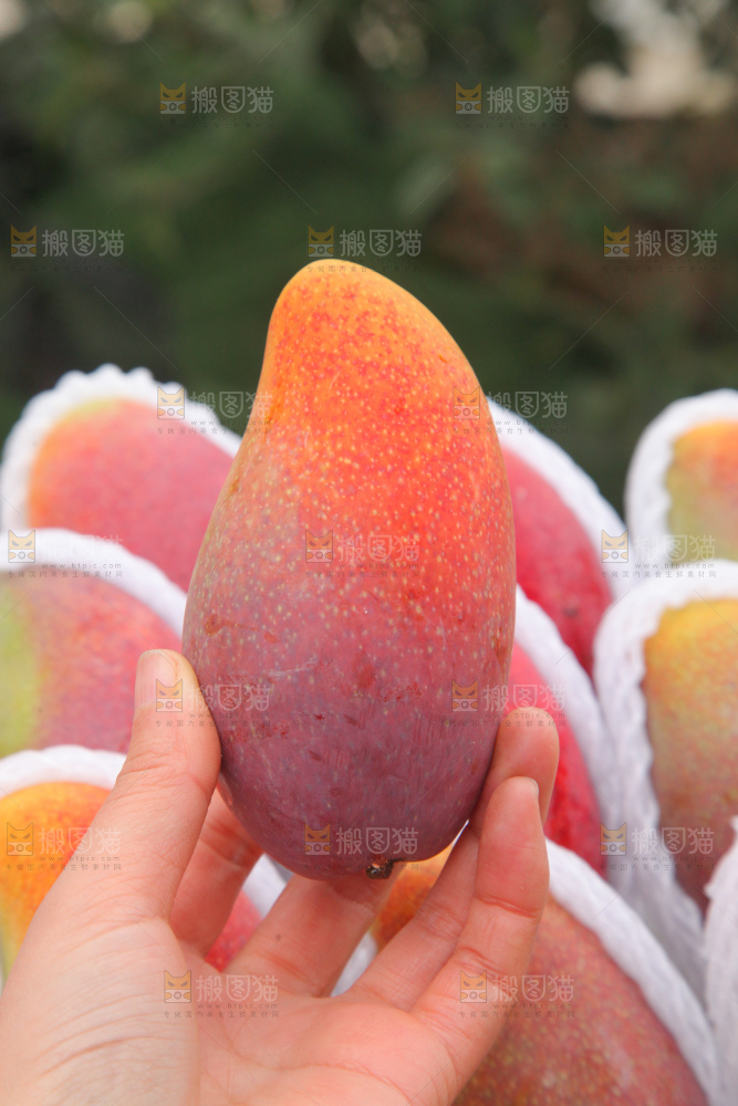 贵妃芒