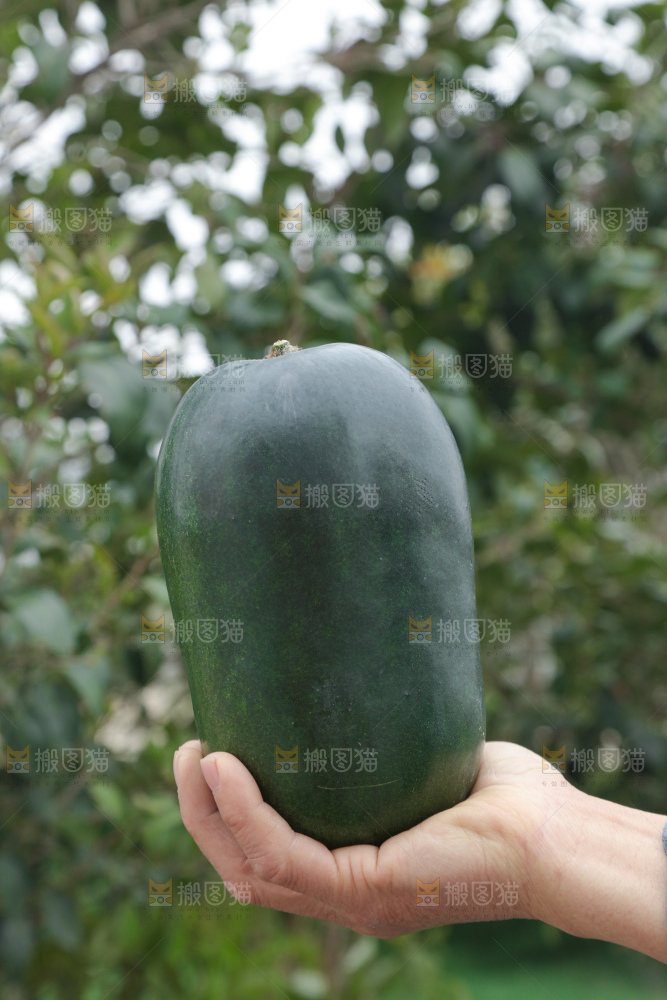 小冬瓜