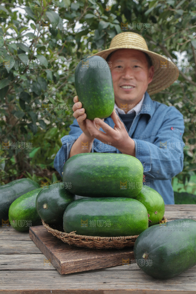 小冬瓜