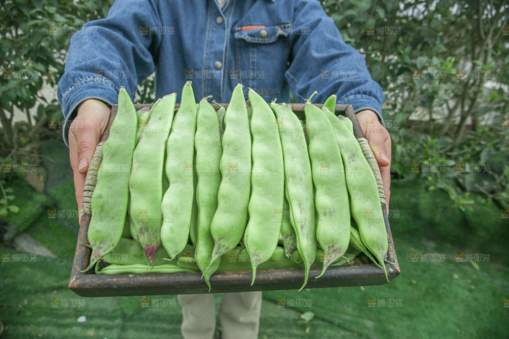 油豆角