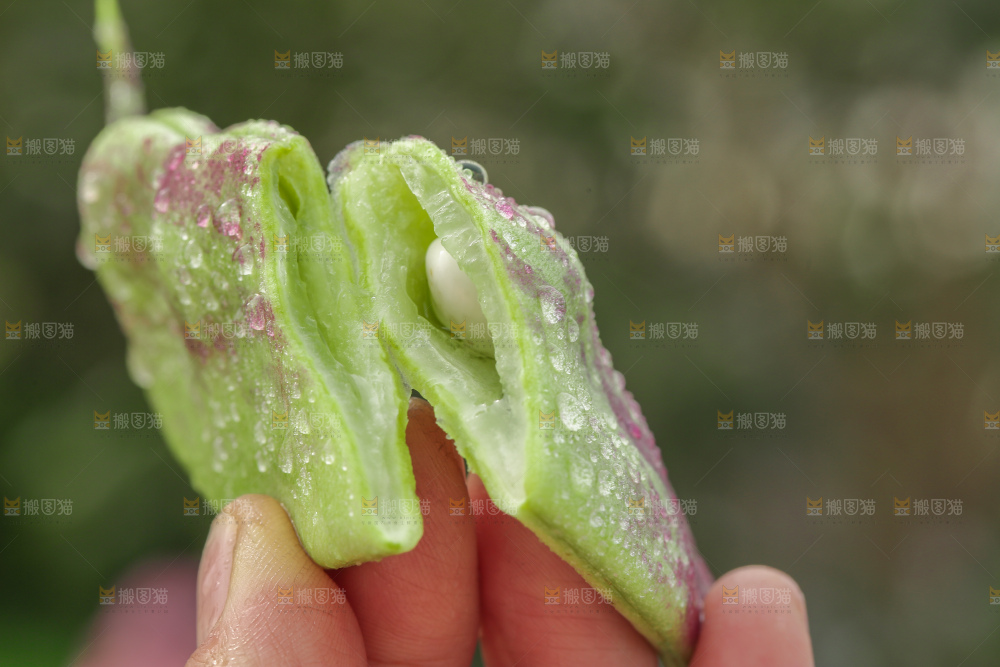 油豆角