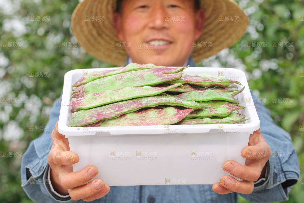 油豆角