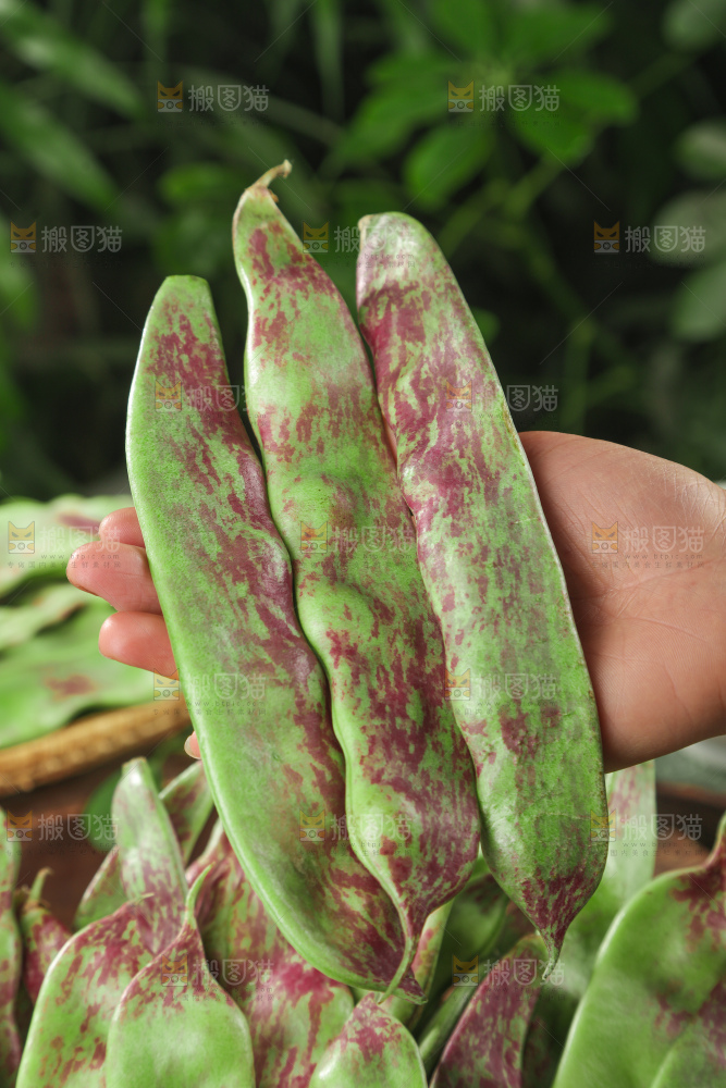 油豆角