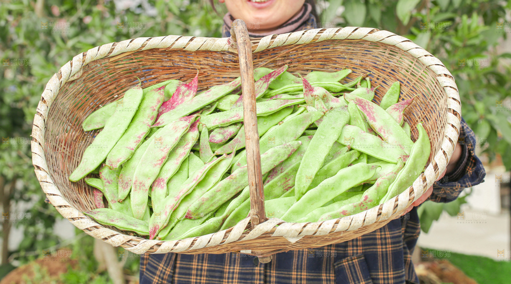 油豆角