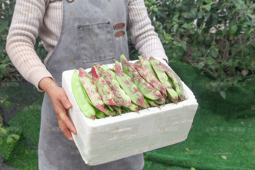 油豆角