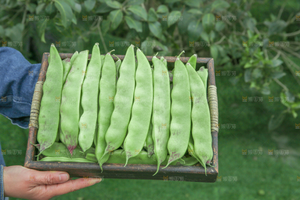 油豆角