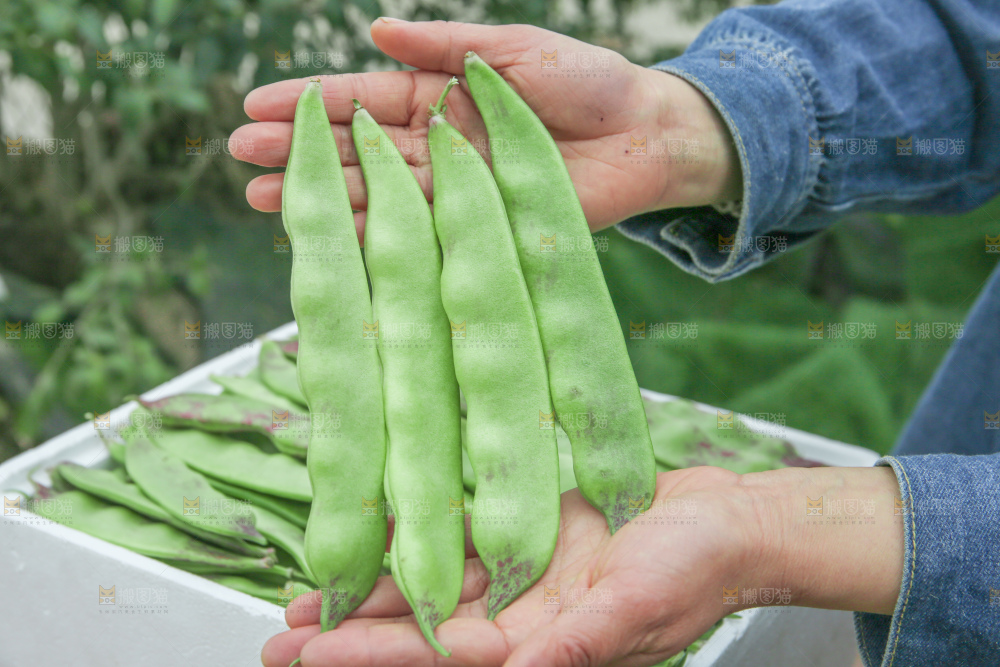 油豆角