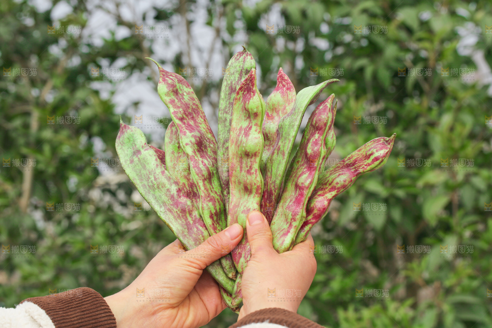 油豆角
