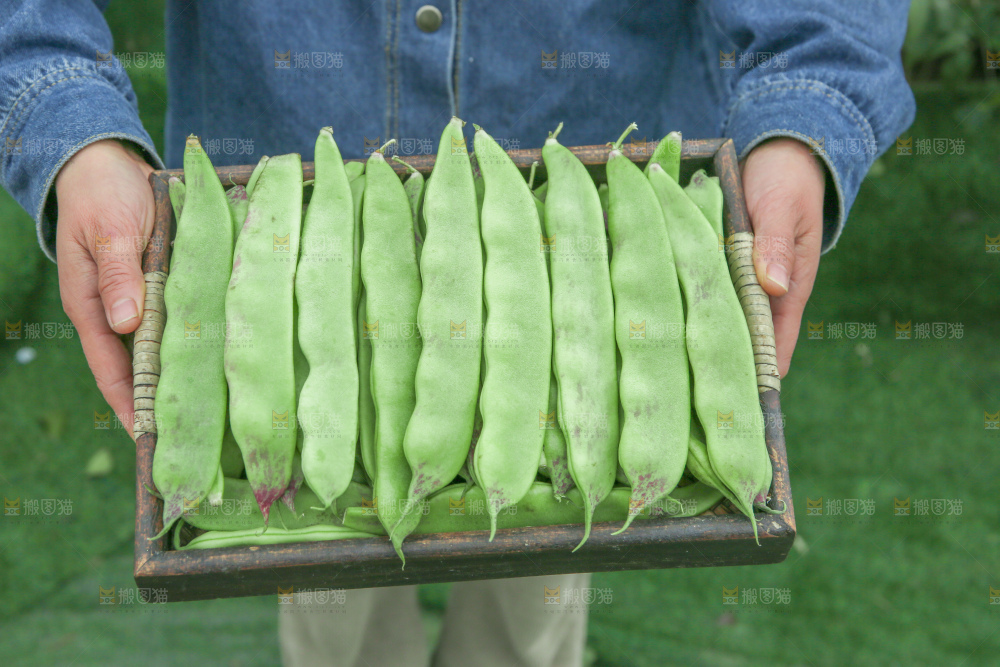 油豆角