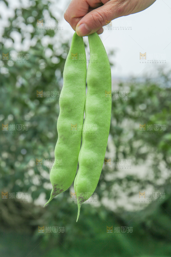 油豆角