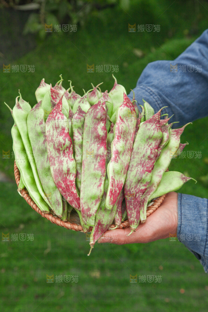 油豆角