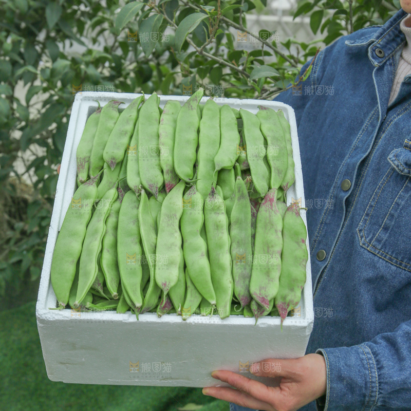 油豆角