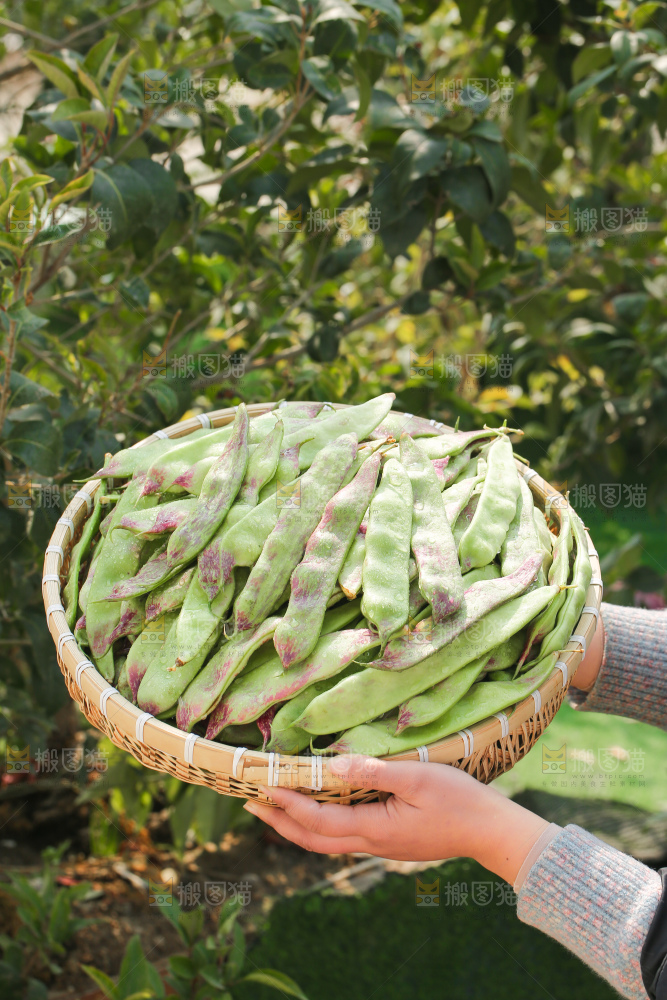 油豆角