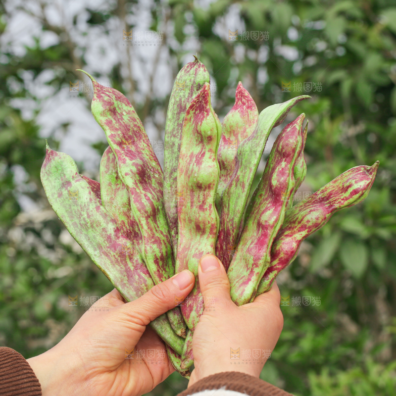 油豆角