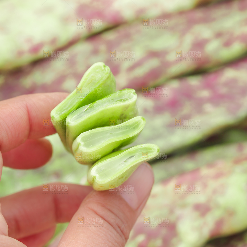 油豆角