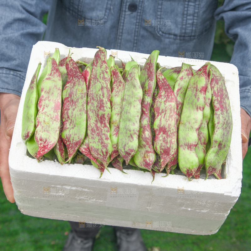 油豆角