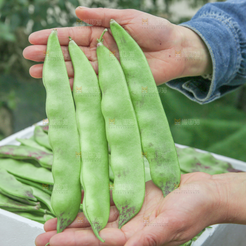 油豆角