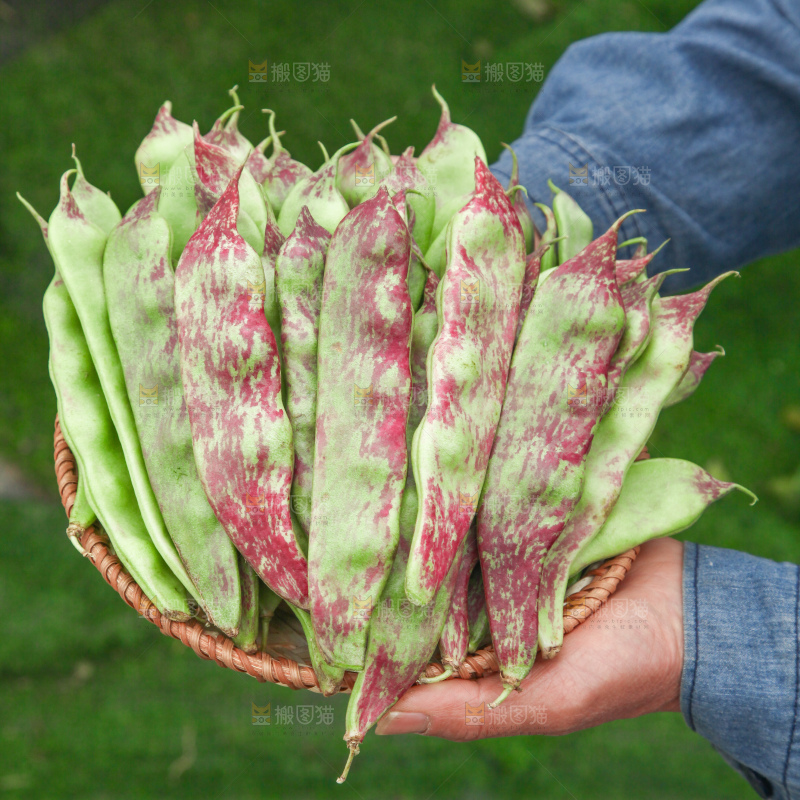 油豆角
