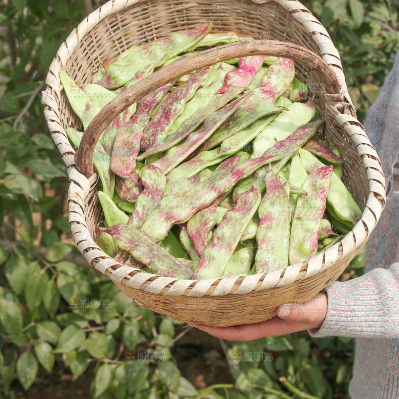 油豆角