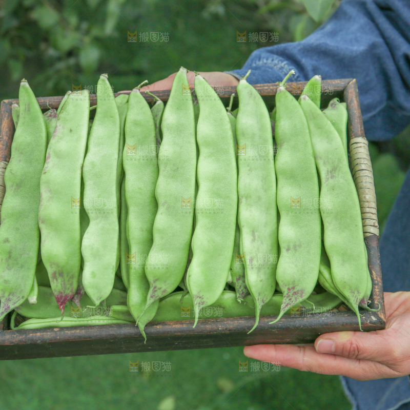 油豆角