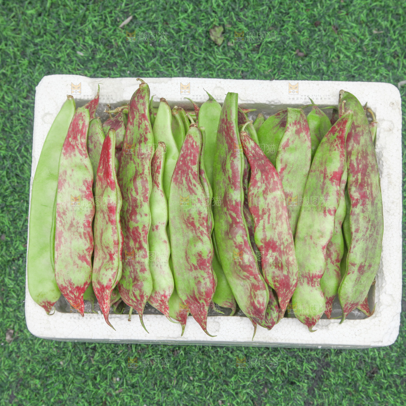 油豆角