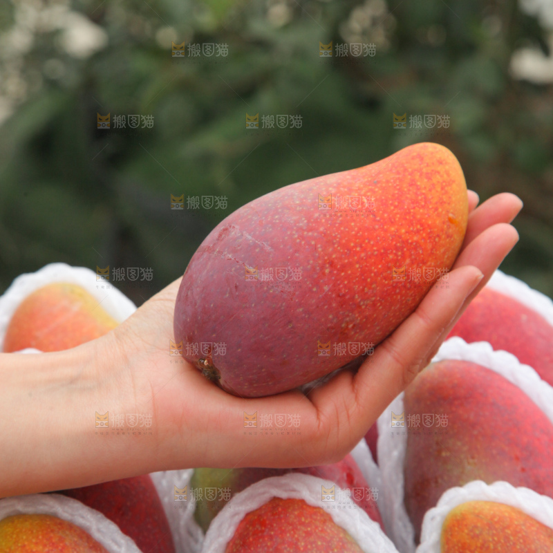 贵妃芒