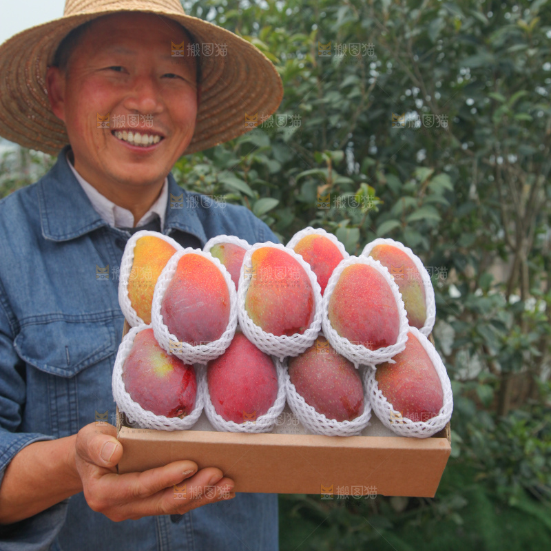 贵妃芒