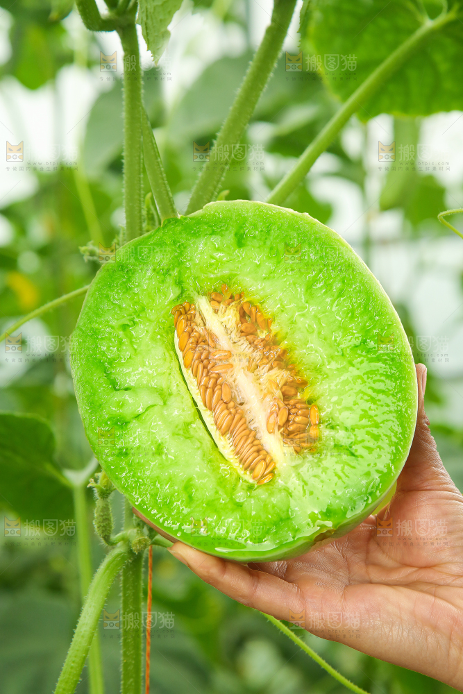 玉菇甜瓜 玉菇瓜