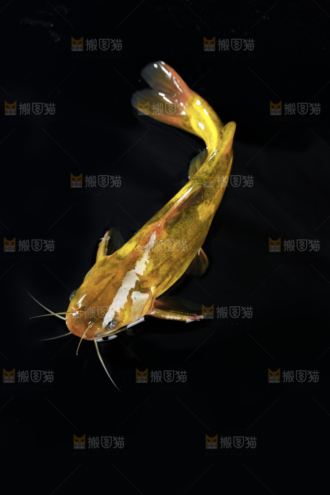 黄骨鱼