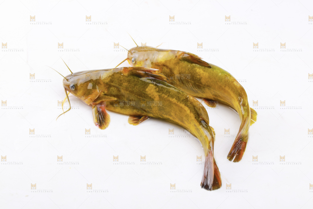 黄骨鱼