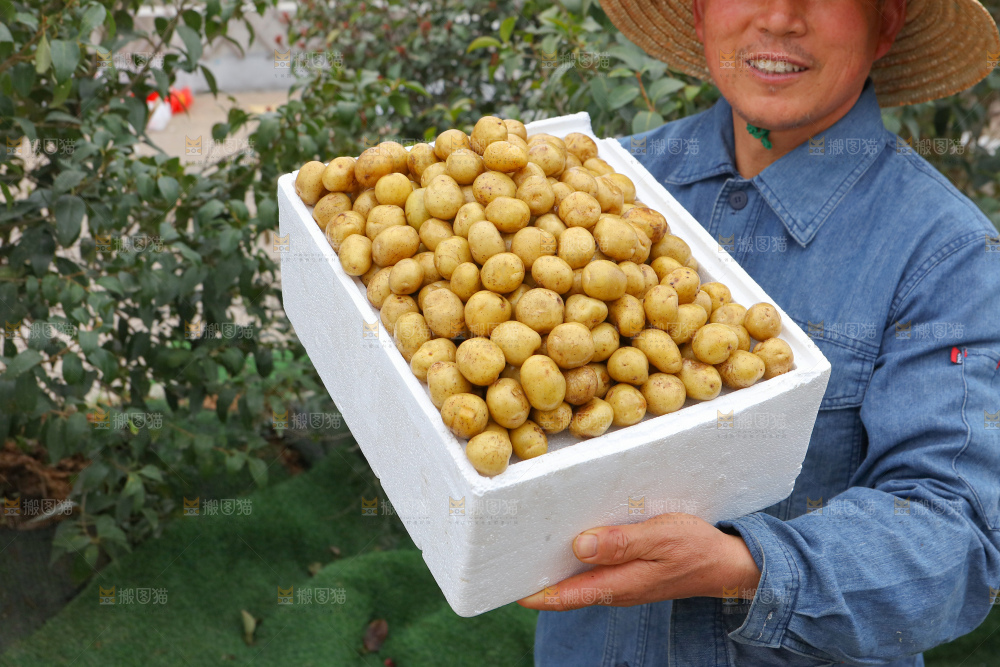 小土豆