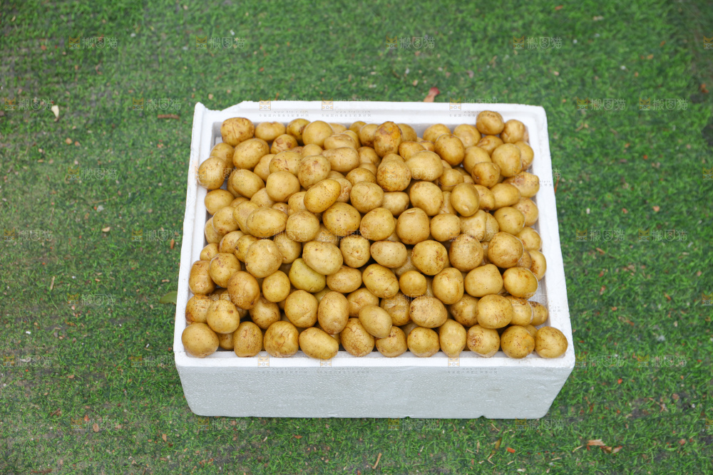 小土豆
