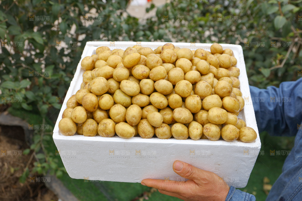 小土豆