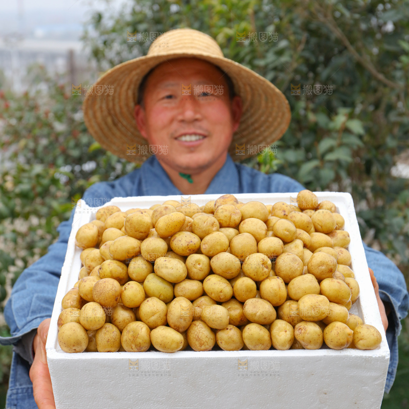 小土豆
