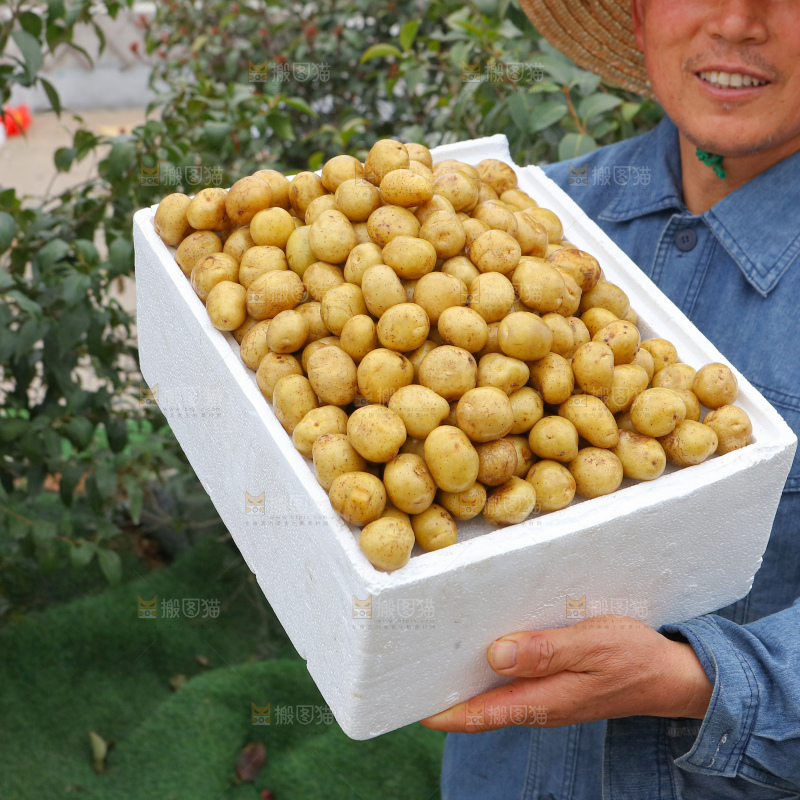 小土豆
