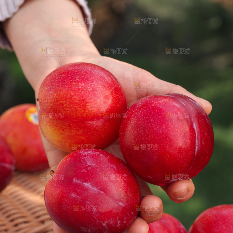 珠宝李