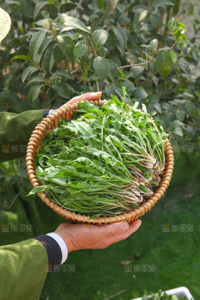 蒲公英