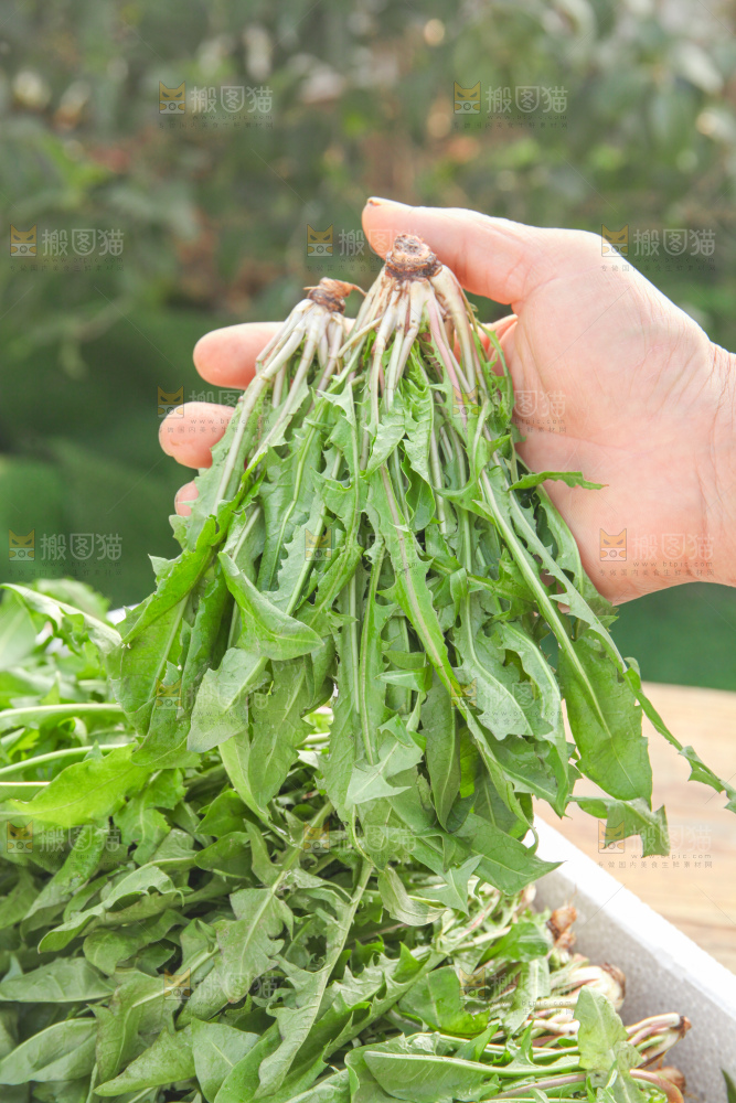 蒲公英
