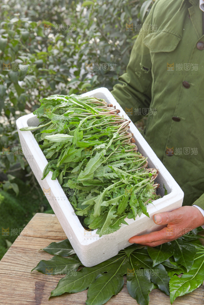 蒲公英