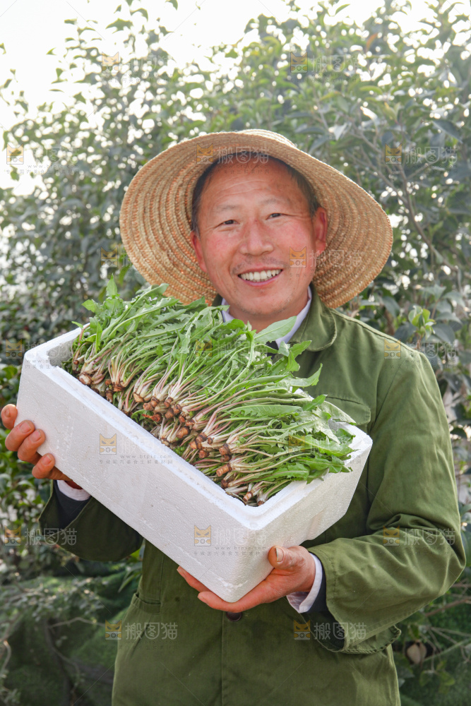 蒲公英