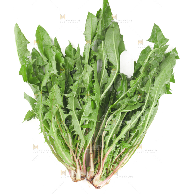 蒲公英