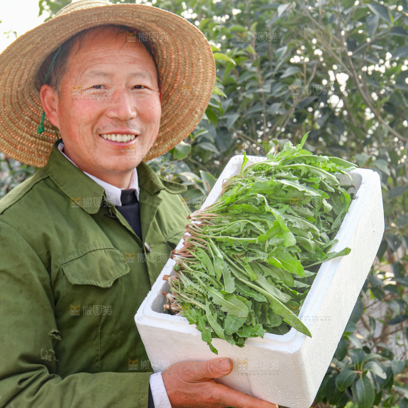 蒲公英