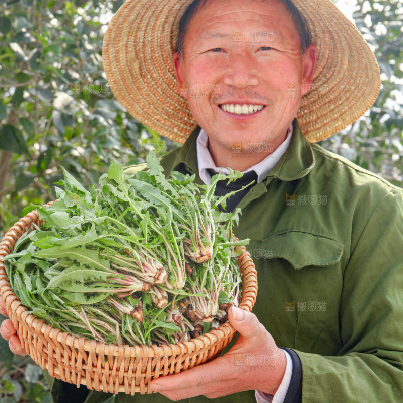 蒲公英