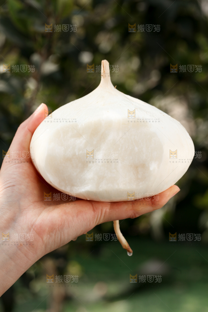 凉薯