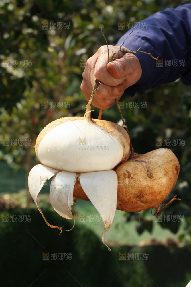 凉薯